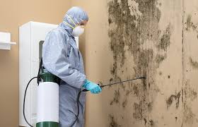 Mold Odor Removal Services in Markham, IL